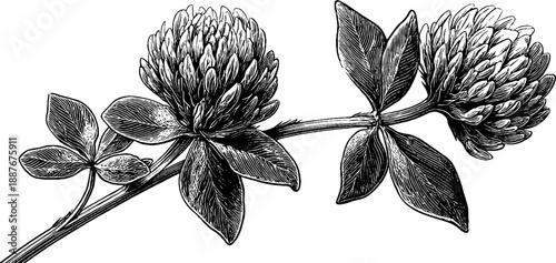 Red clover flowering herb botanical illustration - vintage 19th century engraving for design