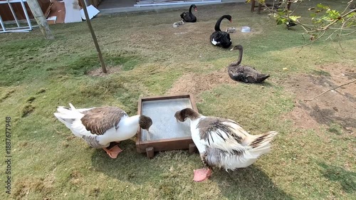 Ducks and swans feeding together in grassy backyard