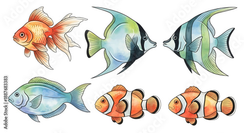 Clownfish and Other Marine Fish.