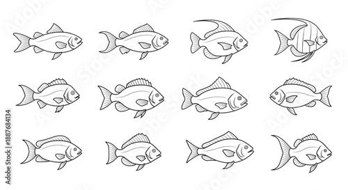 Various Fish Line Art Illustrations.