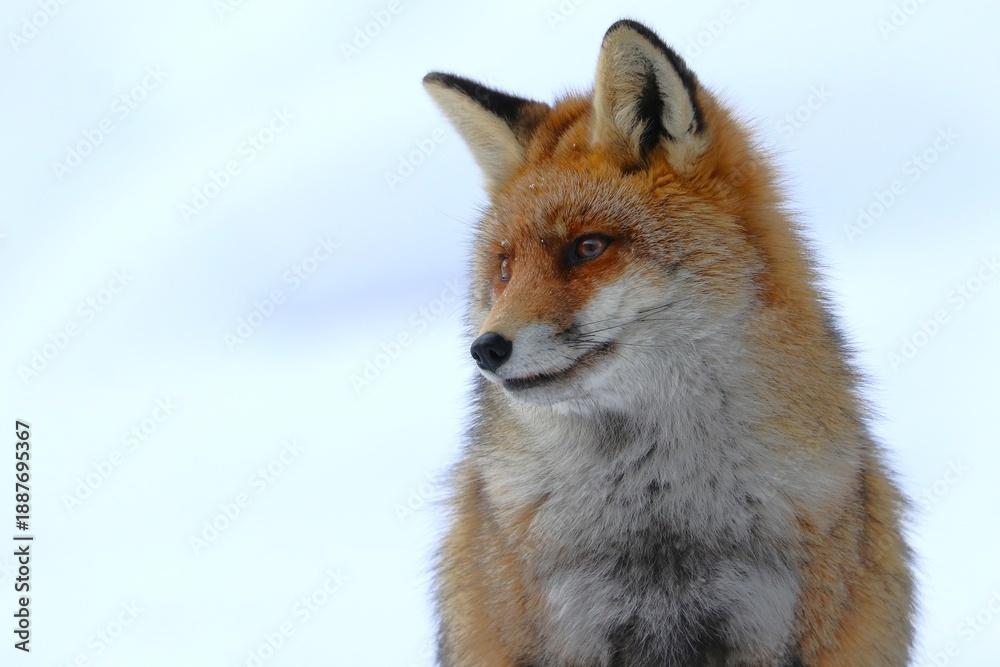 Fototapeta premium Volpe