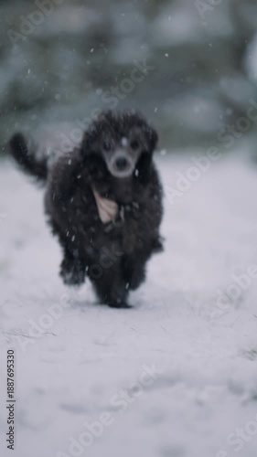 Toy poodle running in frist snow