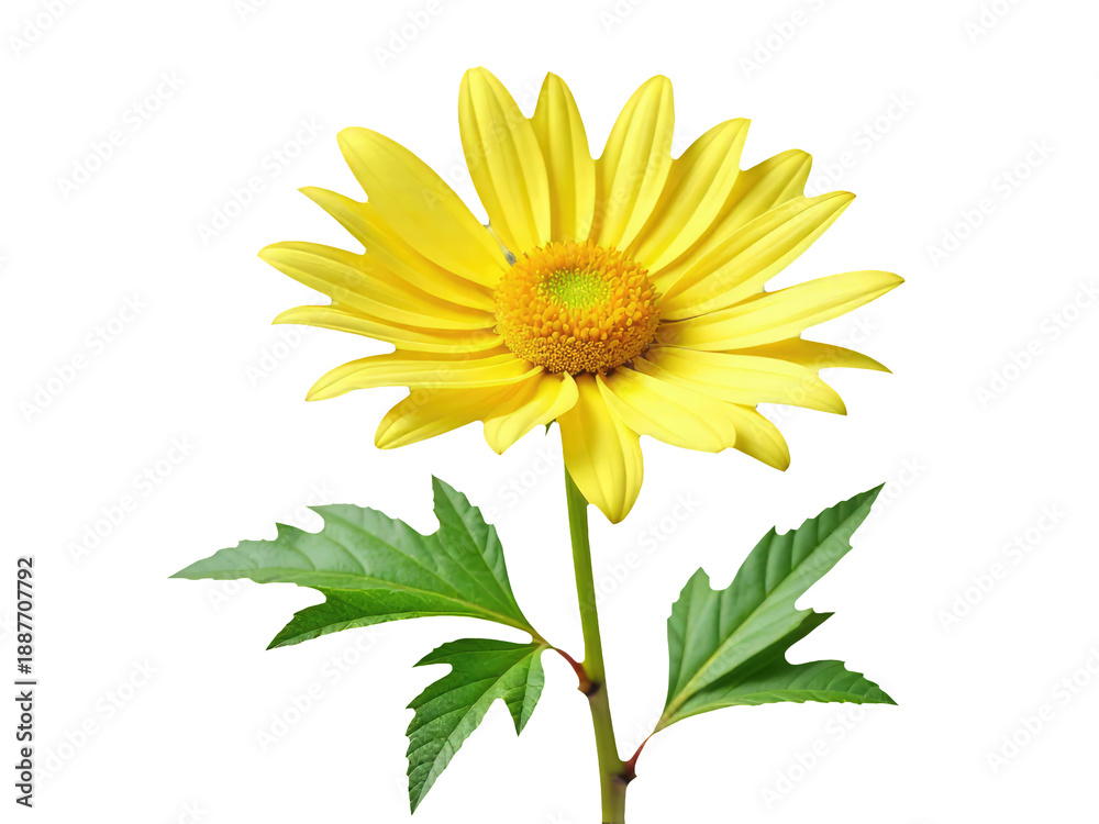 Naklejka premium A single yellow flower sits on a white background, surrounded by green leaves