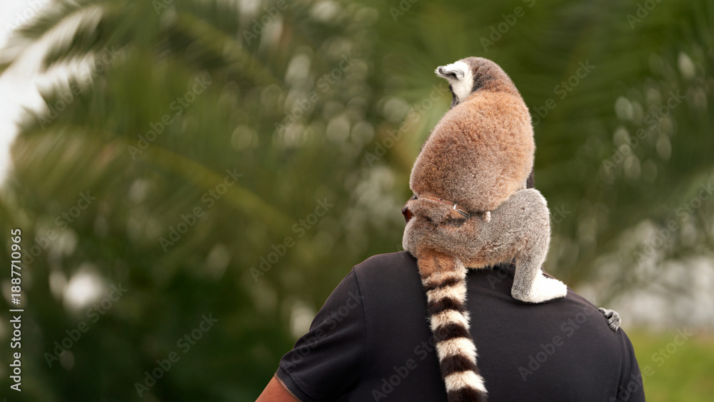 Fototapeta premium Ring-Tailed Lemur Sitting on Man's Shoulder with Tail Wrapped Around Neck, Curious Expression, Palm Trees Background in Tropical Setting.