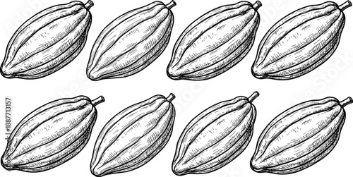 Hand drawn cocoa pod illustration set with vintage engraving style tropical fruit botanical elements for chocolate agriculture designs
