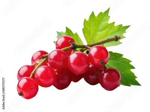 Fresh red berries growing on stems with green leaves