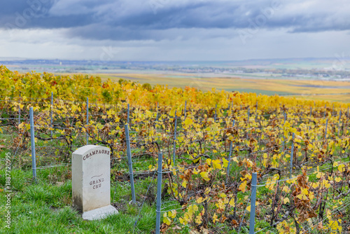 Foto Grand Cru Champagne vineyard in Verzenay, France showing autumn leaves