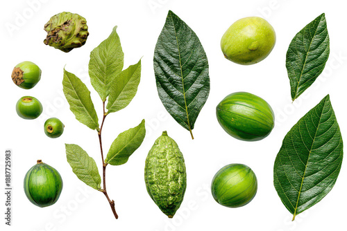 A collection of green leaves and fruits