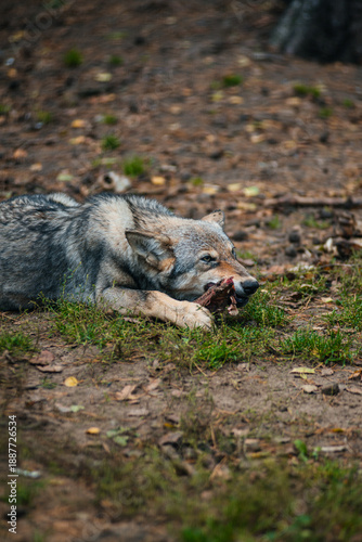 Foto A small gray wolf gnaws bones while lying on the ground
