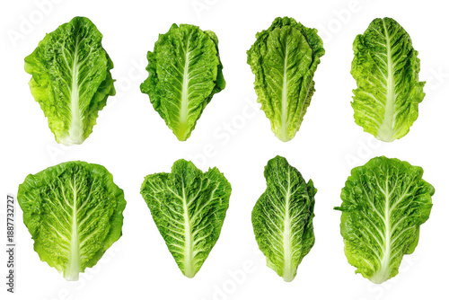 A close up of a head of lettuce
