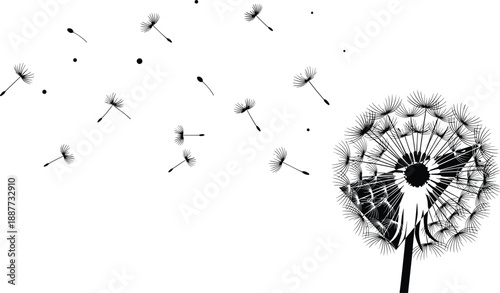 Dandelion seeds blowing in wind silhouette, delicate nature illustration, black and white botanical background, minimal floral design