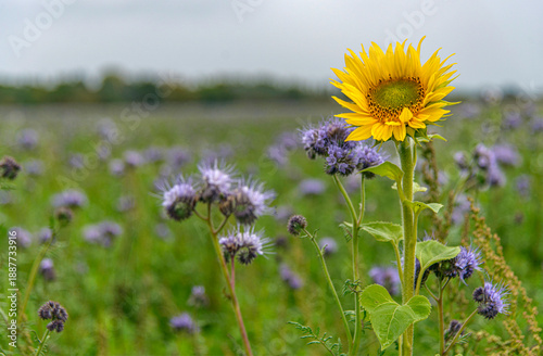 Tournesol et chardons champêtres à Savigneux, Ain, France