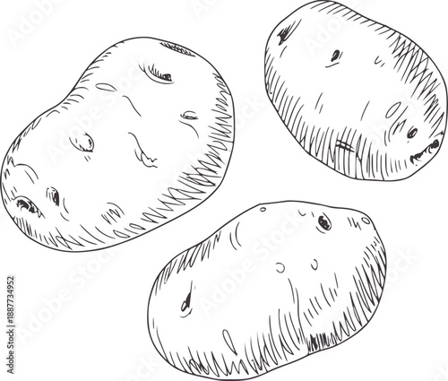 Hand drawn of three potatoes with textured shading food vegetable ingredient