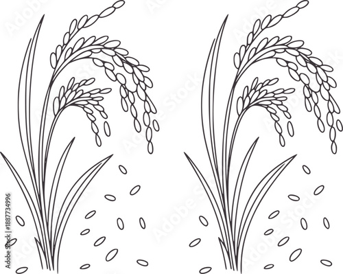 Hand drawn of two rice stalks with scattered grains plant agriculture