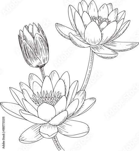 Minimalist line of three water lilies and a bud waterlily flower lineart botanical