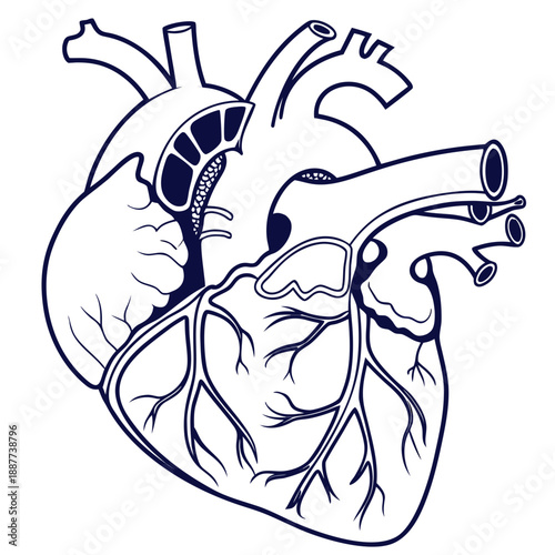 Illustration of a human heart