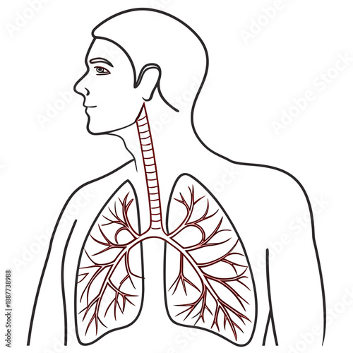 Human respiratory system diagram
