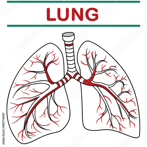 Lung anatomy illustration