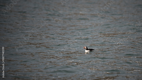 Foto A lone puffin swimming in the arctic waters of the Isfjorden near Longyearbyen,