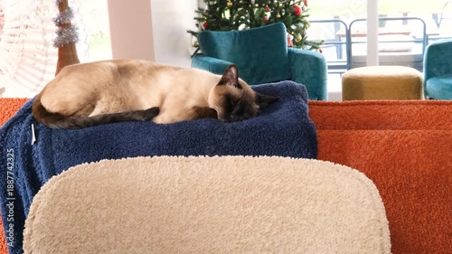 siamese or thai cat sleeping peacefully and cozy on sofa indoors on winter day, warm and comfortable domestic life with pets