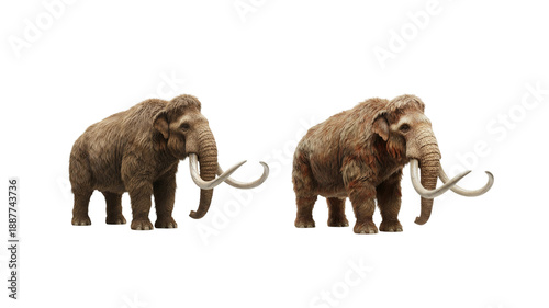 Woolly Mammoth on transparent background,png