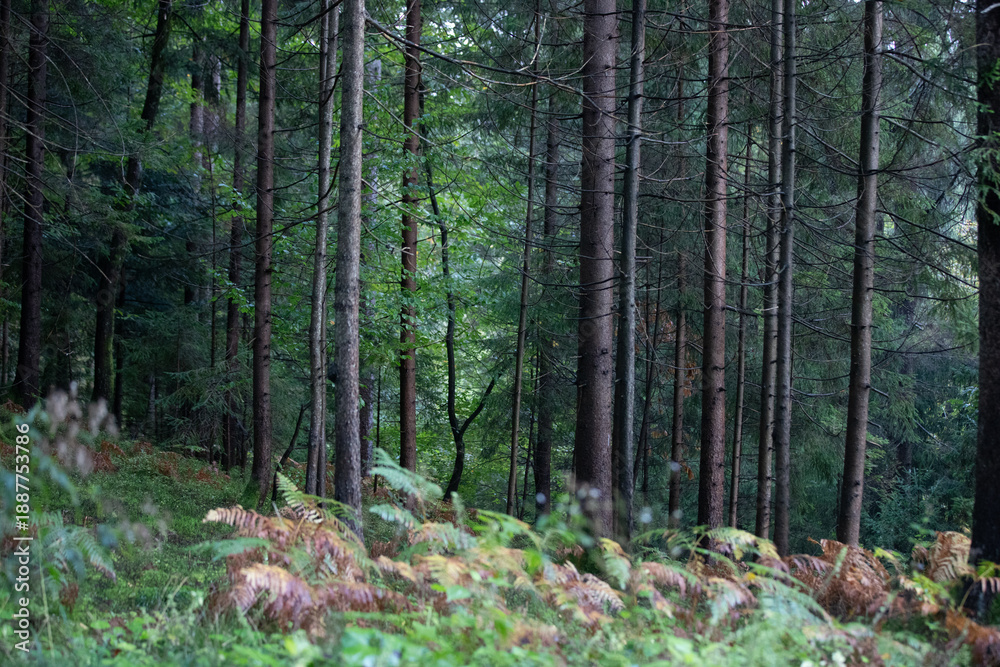 Obraz premium forest in the morning