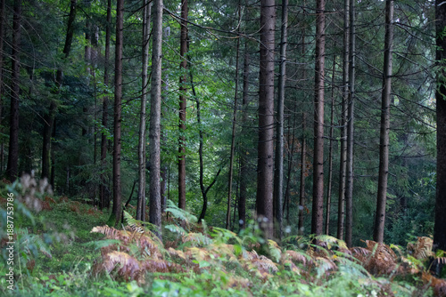 Wallpaper Mural forest in the morning Torontodigital.ca