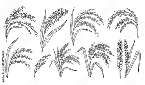 Decorative hand drawn rice cereal doodle vector sketch collection