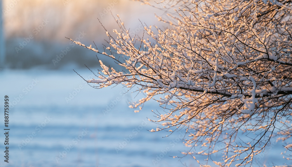 Obraz premium 樹氷 雪が積もる木の枝の画像 美しい冬の風景のイメージ画像
