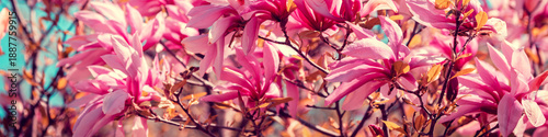 Blossom magnolia flowers against sky. Springtime