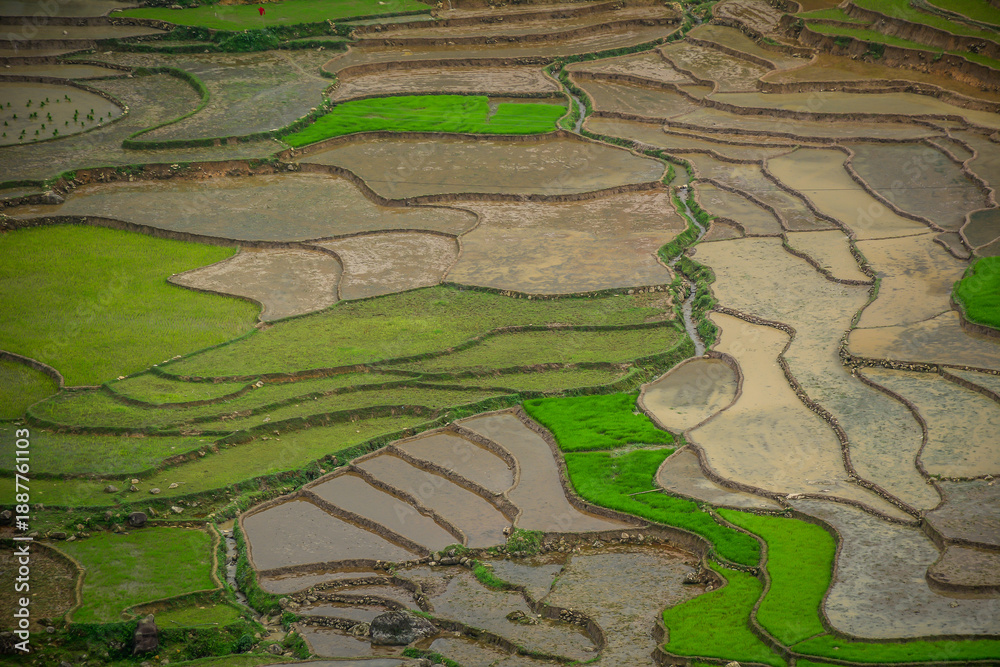 Fototapeta premium Terraced rice fields in the rugged mountains of Northwest Vietnam.