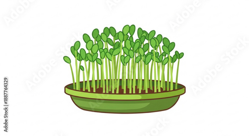 Green microgreens sprouts growing in a bowl with soil fresh and healthy for salad or cooking on white background