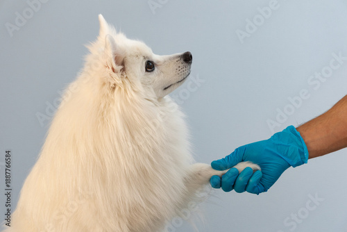 The dog gives its paw to the veterinarian. Pet health concept