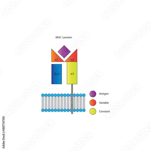 MHC class I protein structure in cell membrane diagram showing antigen presentation and variable and constant regions diagram