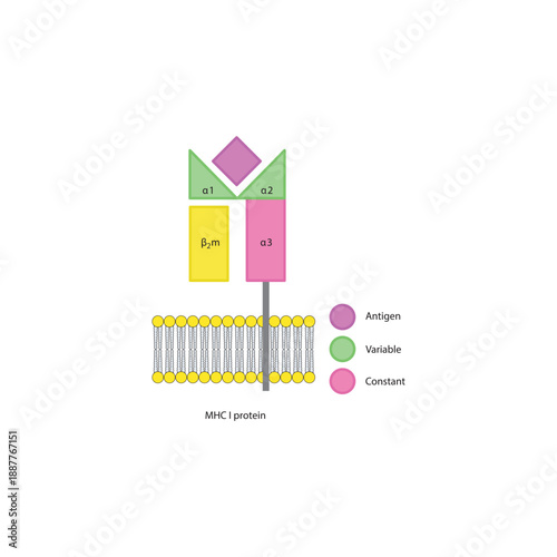 MHC class I protein structure in cell membrane diagram showing antigen presentation and variable and constant regions diagram