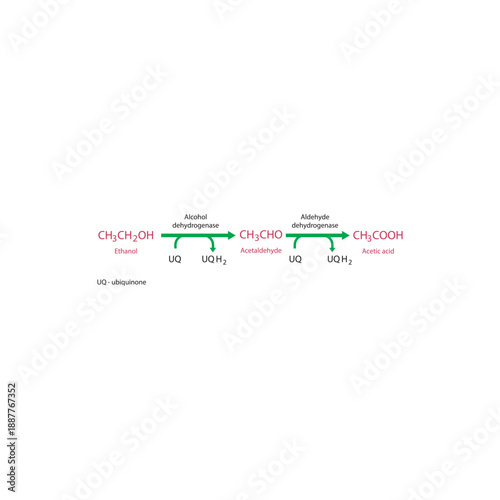 Ethanol metabolism pathway diagram showing alcohol dehydrogenase and aldehyde dehydrogenase converting ethanol to acetaldehyde and acetic acid via ubiquinone