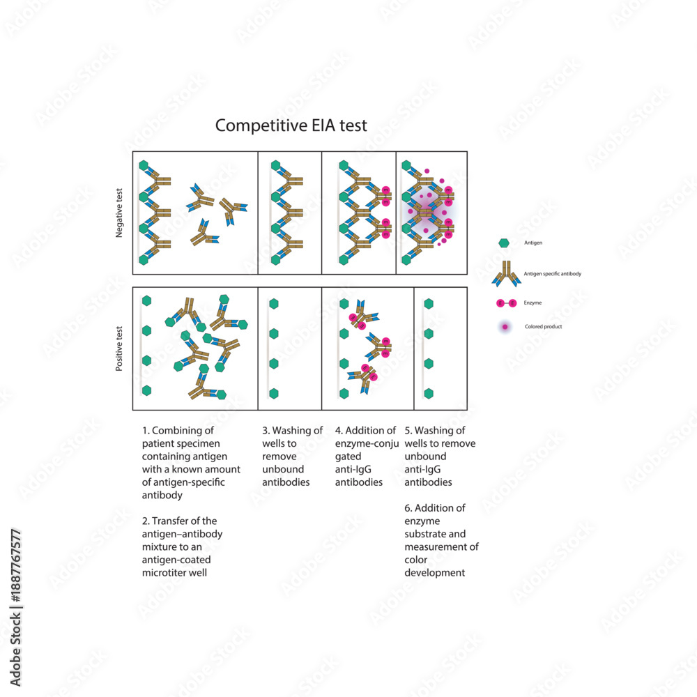 © Basstock - Competitive EIA test diagram showing antigen–antibody competition, enzyme-linked detection, positive and negative results, and inverse color–antigen relationship