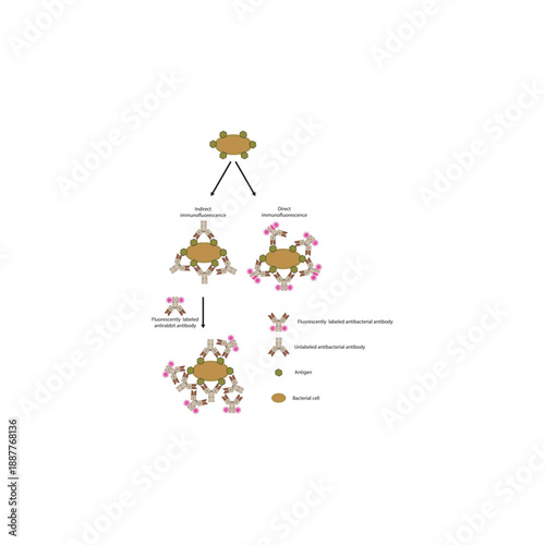 Direct and indirect immunofluorescence assay diagram showing fluorescent antibody labeling for detection of pathogen surface antigens