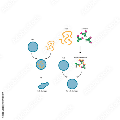 Neutralization of exotoxin by antitoxin antibodies diagram showing toxin binding, antibody inhibition, and prevention of cell damage. Simple diagram