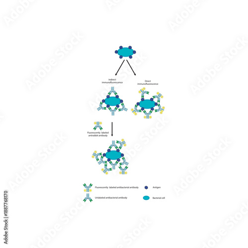 Direct and indirect immunofluorescence assay diagram showing fluorescent antibody labeling for detection of pathogen surface antigens