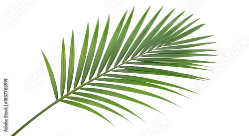 Lush green palm frond
