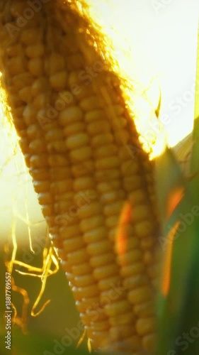In lush agricultural field, ripe ear of corn is bathed in the warm, golden glow of sunset, highlighting its vibrant kernels and delicate leaves, creating serene countryside scene amidst a sea of crops