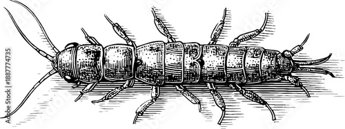 Silverfish insect anatomical vintage engraving for botanical study design