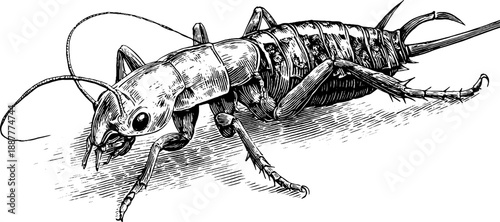 Vintage botanical engraving of silverfish insect anatomy for educational design