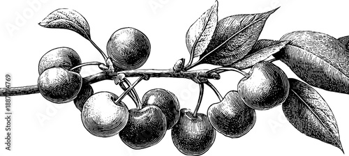 Vintage botanical study of sour cherry branch for design and decoration
