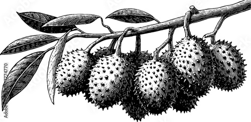 Vintage botanical engraving of soursop fruit branch from the 19th century