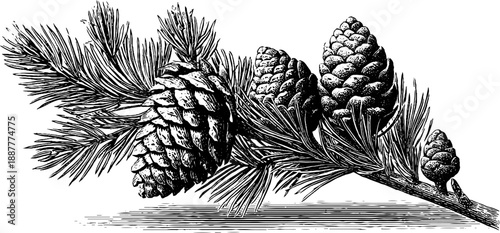 Vintage botanical illustration of spruce branch with needles and cones for nature design