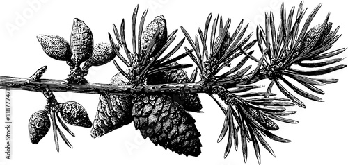 Vintage botanical sketch of spruce branch with needles and cones for nature design