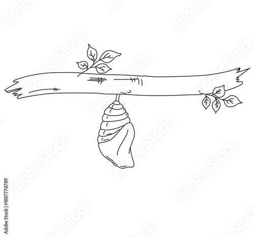 Science of hand drawn vector Butterfly cocoon hanging on branch outline.