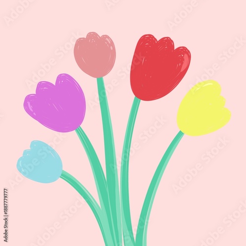 Illustration of a bouquet of tulips, background pink, hand drawn